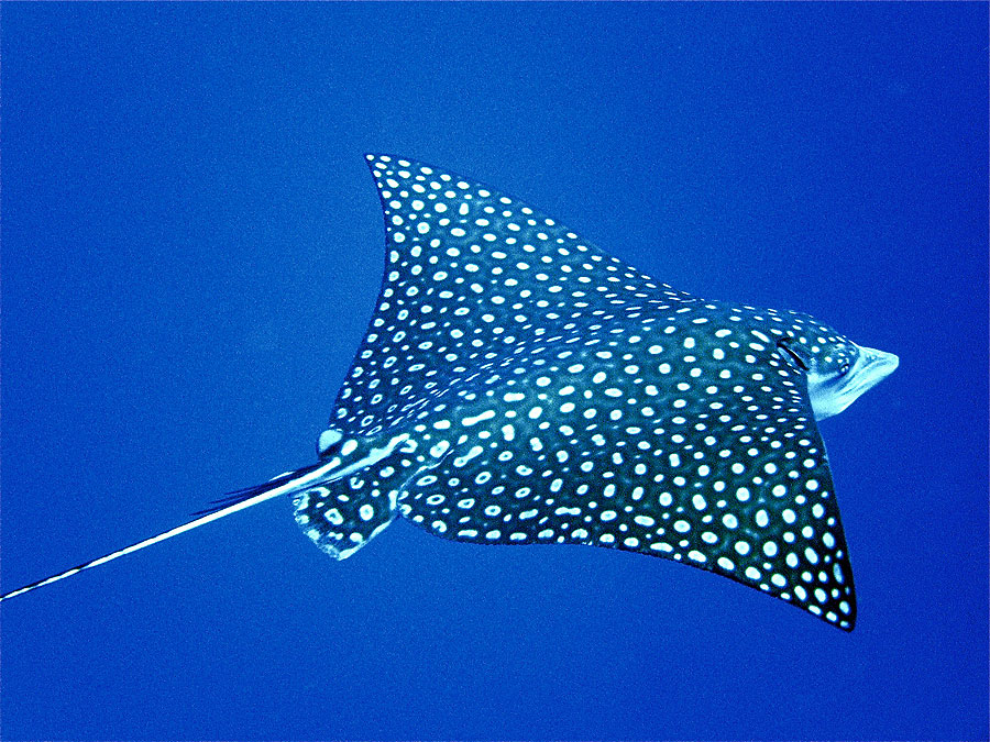 Eagle Ray Divers